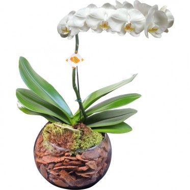 Luxuosa Orquídea Cascata Branca em Vaso de Vidro