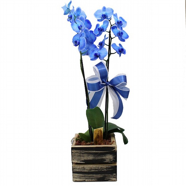 Orquídea Azul No Cachepô Rustico