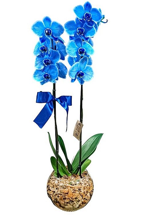 Orquídea Azul Mistico No Vaso de Vidro