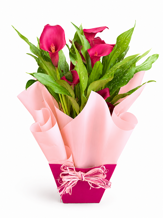Callas Pink