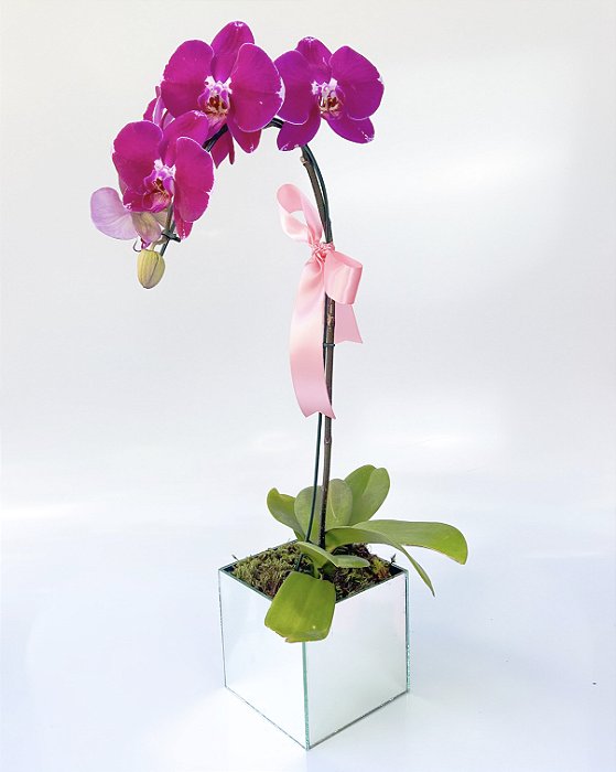 Orquídea Pink Cascata No Vaso Espelhado