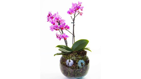 Luxuosa Mini Orquídea Lilas no Vaso de Vidro