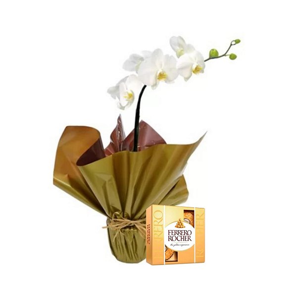 Orquídea Phalaenopsis Plantada Branca Com Ferrero Rocher
