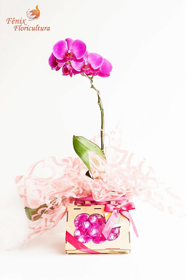 Orquídea Phalaenopsis Pink Presente Com Chocolate