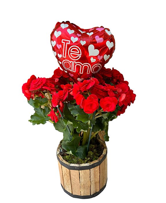 Begônia Vermelha em Cachepô Rústico com Balão Metalizado 'Te Amo'"