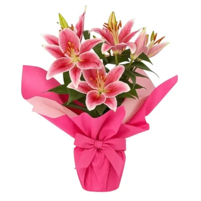 Lírio Rosa da Ternura – Plantado com Amor