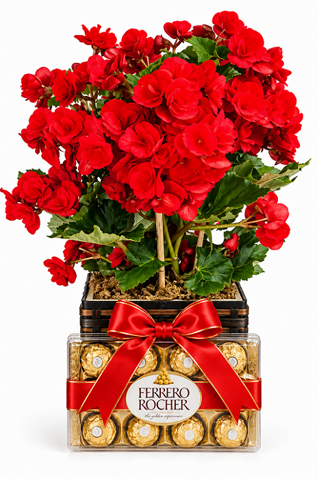 Begônia Vermelha & Ferrero Rocher 150g