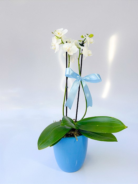 Mini Orquídea no Vaso de Cerâmica Azul