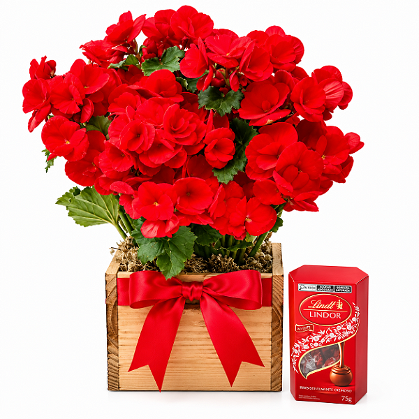 Encanto de Begônia & Lindt 75g