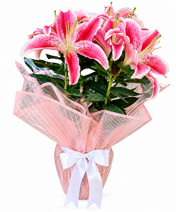 Lírio Rosa Plantado