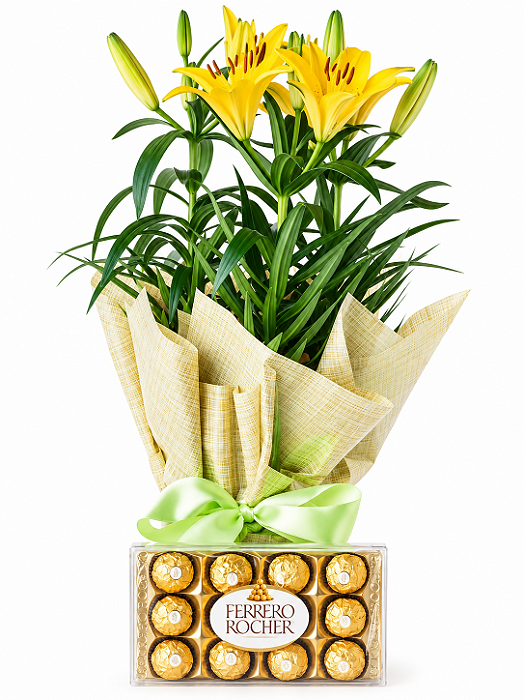 Lírio Amarelo Plantado & Ferrero Rocher 150g