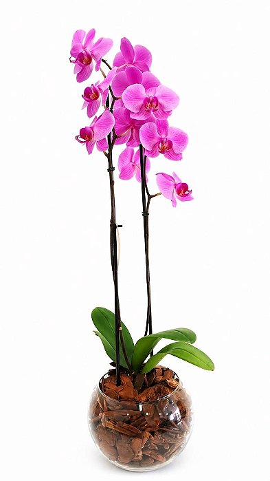 Orquídea Phalaenopsis Lilás no Vaso de Vidro Aquário