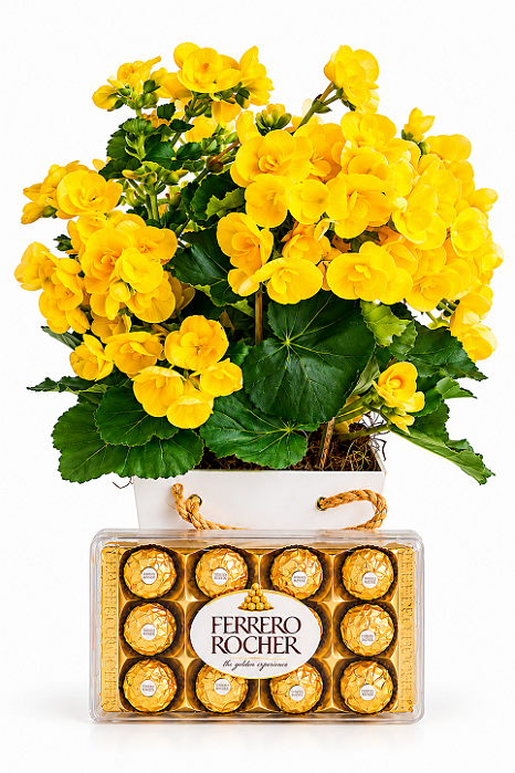 Surpresa de Begônia Amarela & Ferrero Rocher