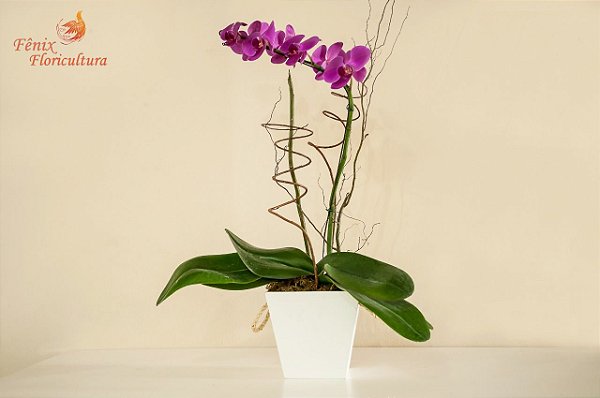 Deslumbrante Phalaenopsis pink