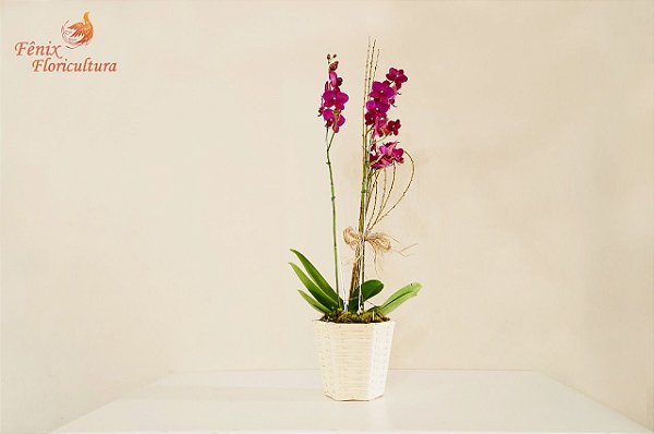 Luxuosa orquídea phalaenopsis exótica com 02 astes