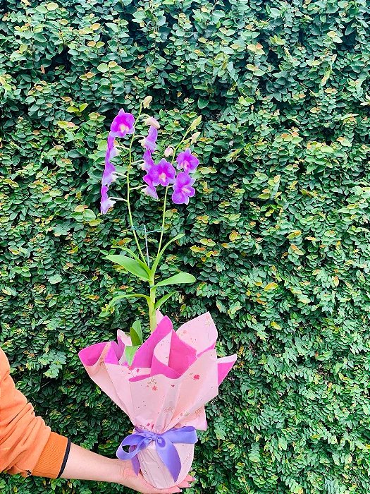 Orquídea denphal