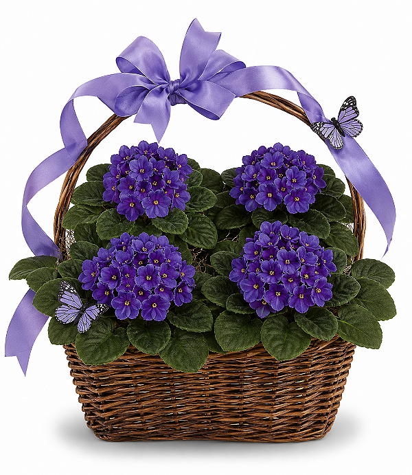 Surpresa de violetas Roxas