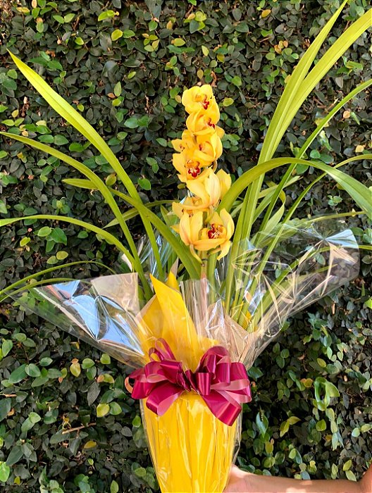majestosa Orquídea Cymbidium Premium