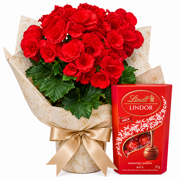 Begônia Grande & Lindt 37g
