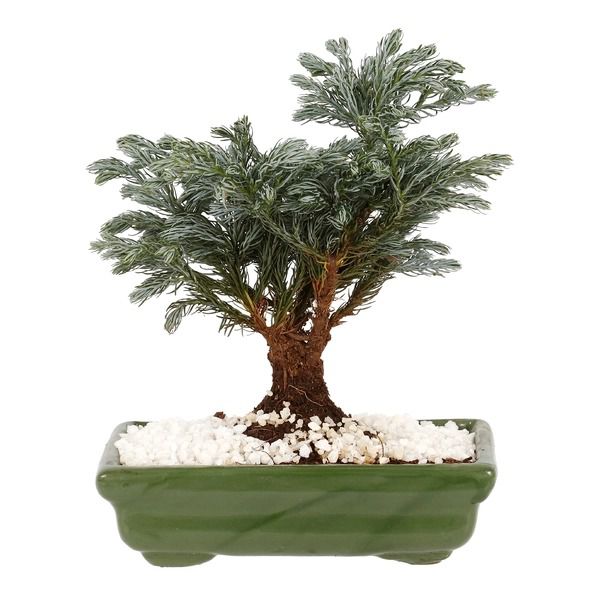 Bonsai Pássaro  Azul