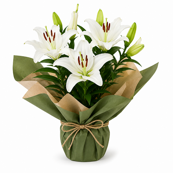Lirio Branco Plantado