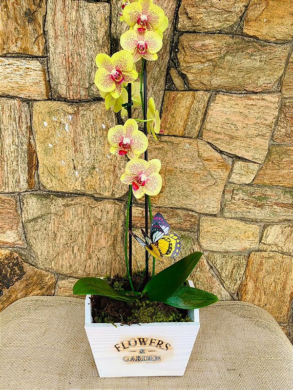 Rara orquídea duas hastes moranguinho