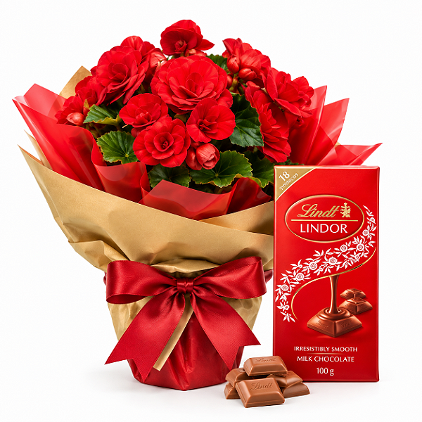 Mini Begônia & Barra Lindt