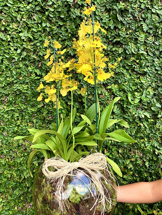 Dupla  de Orquídea Chuva de ouro no vaso de vidro