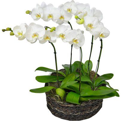 Sofisticadas orquideas phalaenopsis branca