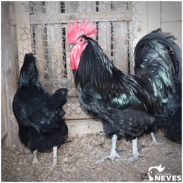 Gigante Negra de Jersey - Ovos férteis (1dz)