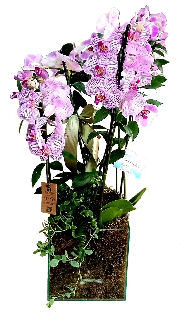 Orquídea em dobro