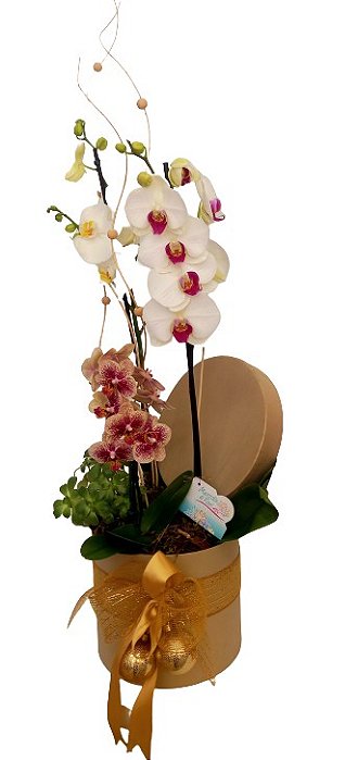 Orquídeas in Box