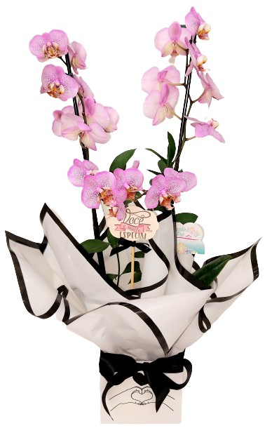 Orquídeas em cachepô metálico
