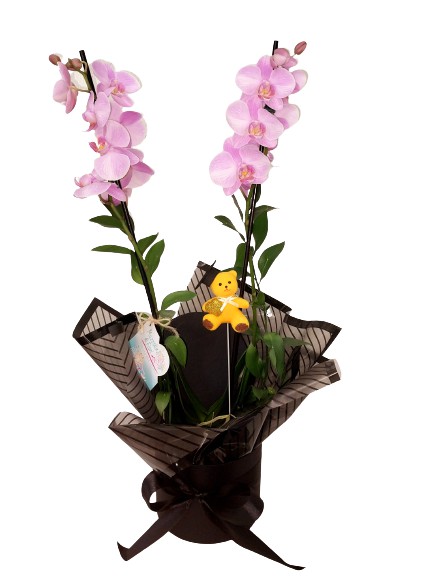 Box Orquídea Formatura