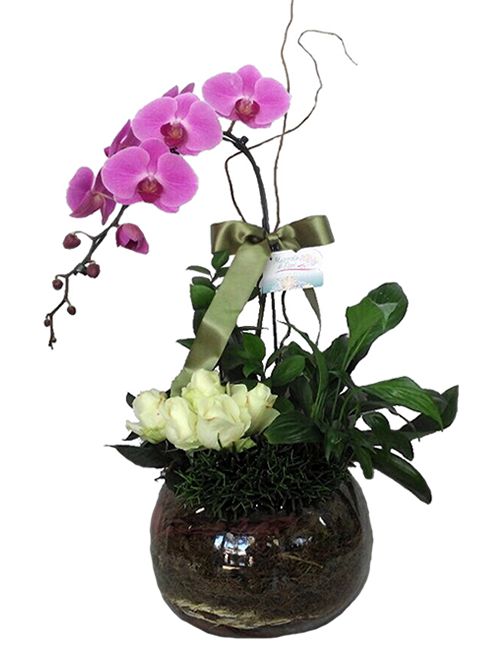 Mix Orquídeas, rosas e plantas