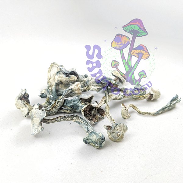 Cogumelos desidratados Gepeto - amostra etnobotânica (5g)