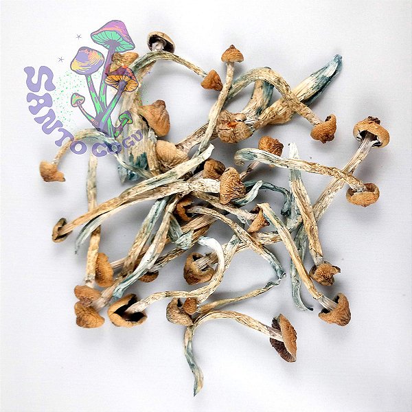 Cogumelos desidratados SC34 - amostra etnobotânica (20g)