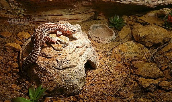 TOCA M + BEBEDOURO P - para leopard-gecko, corn-snake, milk-snake, ETC