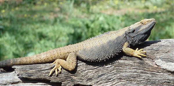 Andressa Watanabe - Alterações Terrário