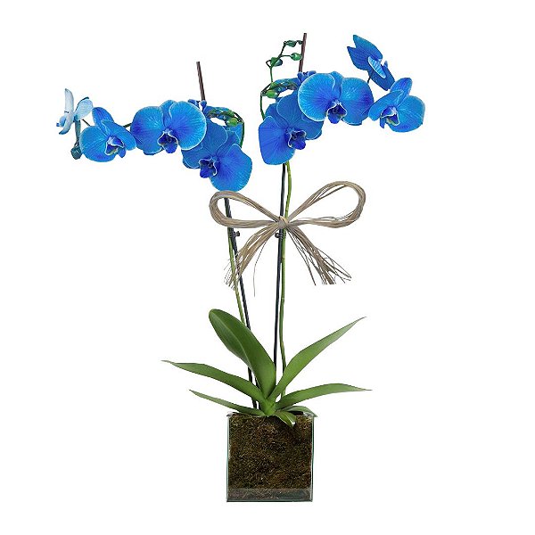 Orquídea Azul com 02 Hástes no Vaso de Vidro