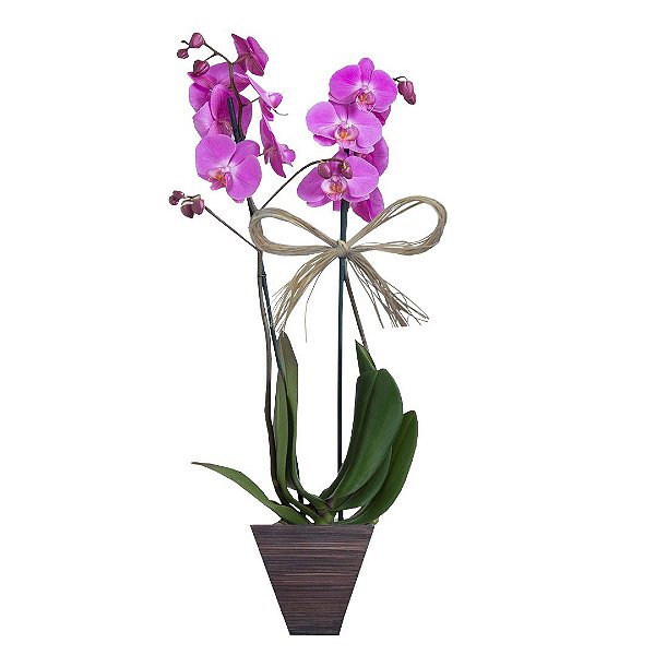 Orquidea phalaenopsis Pink com 02 Hástes no Vaso de Madeira