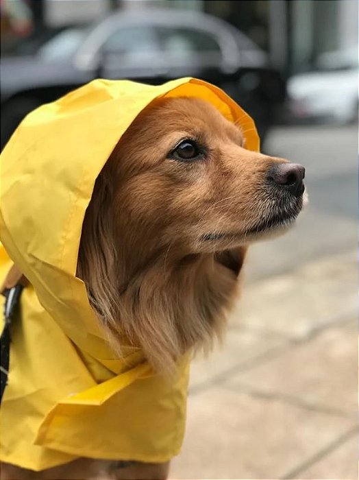 Capa de Chuva para Pet - Amarela - BenDog - Seu Pet Estiloso