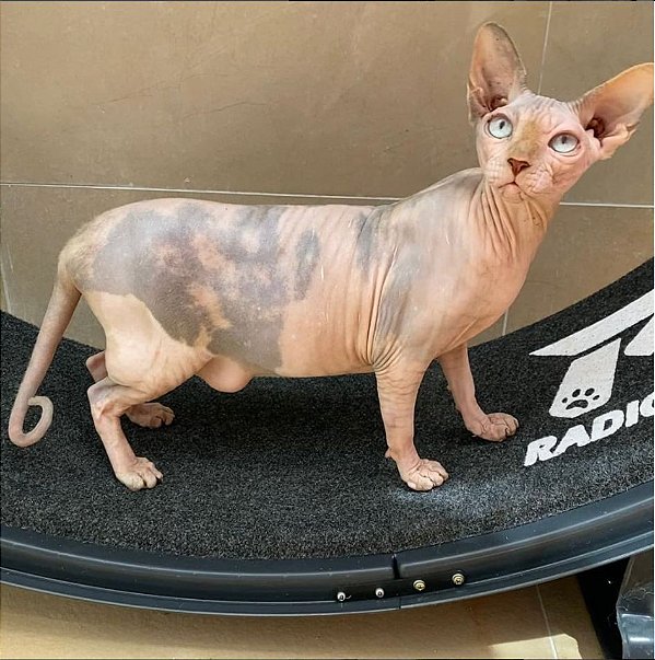 Roda de exercícios para gatos RADICALPET