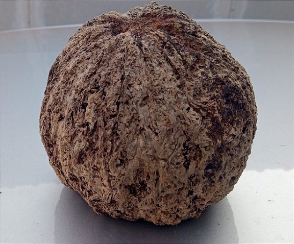 Ouriço da Castanha do Pará - caixa com 20 unidades - coco da castanha do Pará