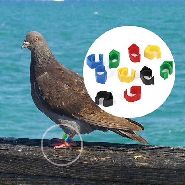 Etiqueta de Rastreamento e Monitoramento de Aves RFID