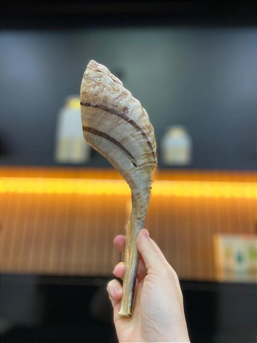 Shofar Direto de Israel | Modelo 3 - 32cm