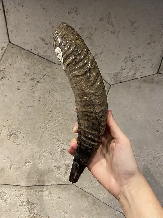 Shofar de Carneiro - Direto de Israel | Modelo B5
