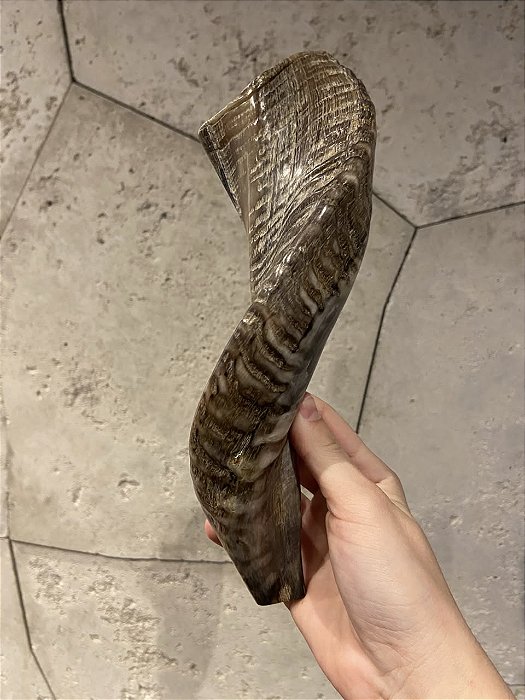Shofar de Carneiro - Direto de Israel | Modelo B7