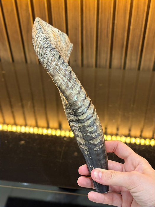 Shofar de Carneiro - Direto de Israel | Modelo D2 29cm