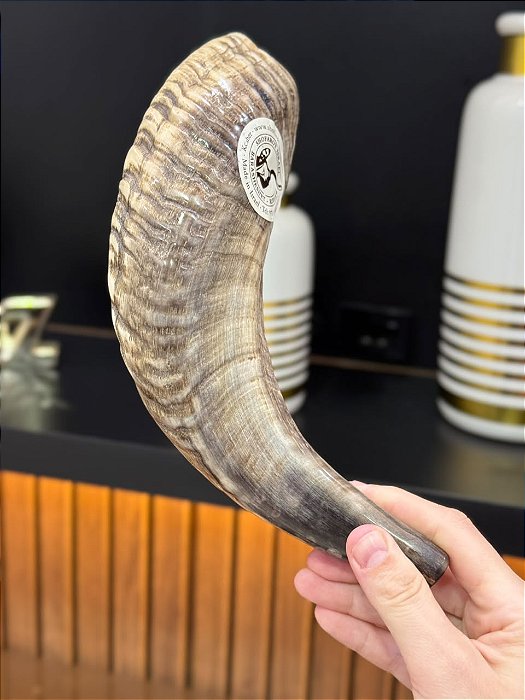 Shofar de Carneiro - Direto de Israel | Modelo D5 31cm